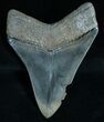 Sharp Megalodon Tooth - River Find #6068-2